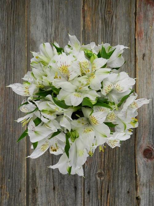 AVALANCHE WHITE ALSTROEMERIA